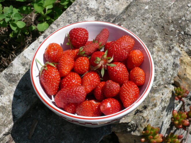 bol de fraises © Sarah Faro bol de fraises © Sarah Faro